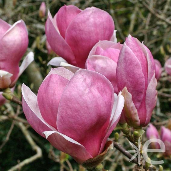 MAGNOLIA x soulangeana...