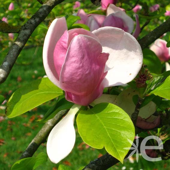 MAGNOLIA x Soulangeana CTR 3L