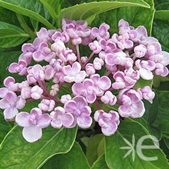 HYDRANGEA macrophylla...