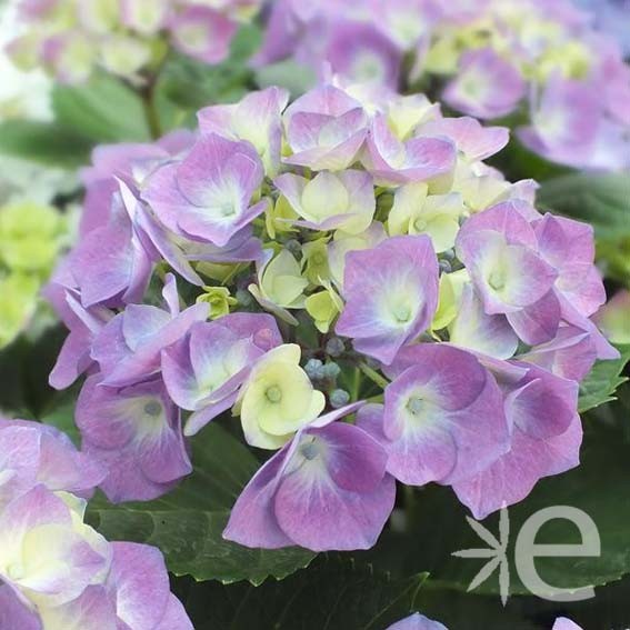 HYDRANGEA macrophylla...