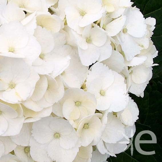 HYDRANGEA macrophylla Blanc...