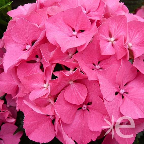 HYDRANGEA macrophylla La...