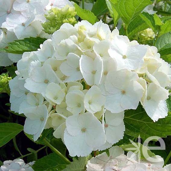 HYDRANGEA macrophylla Mme...