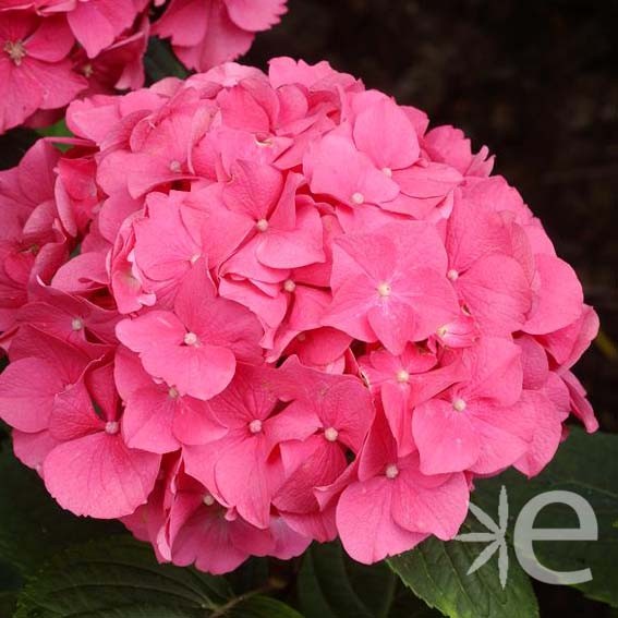 HYDRANGEA macrophylla...