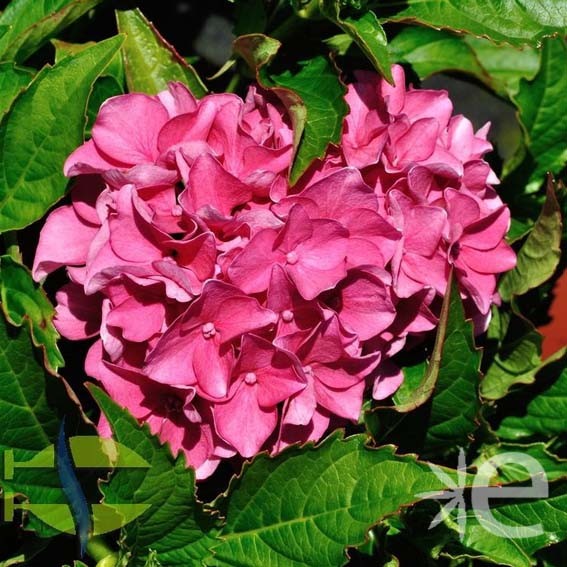 HYDRANGEA macrophylla...