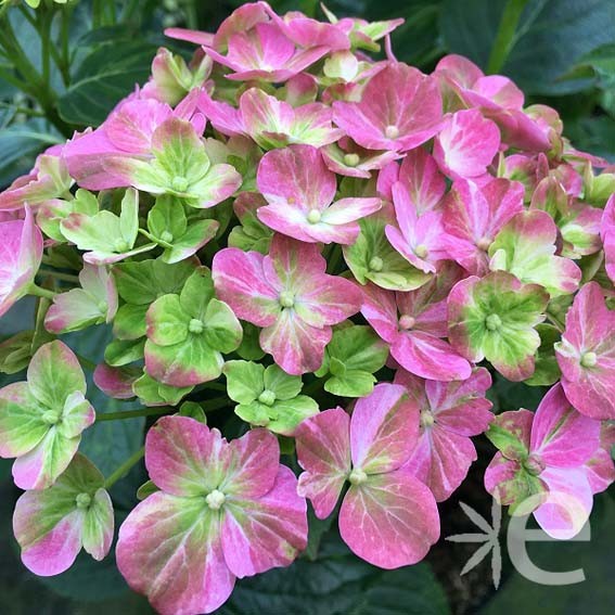 HYDRANGEA macrophylla...