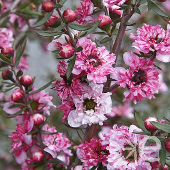 LEPTOSPERMUM scoparium...