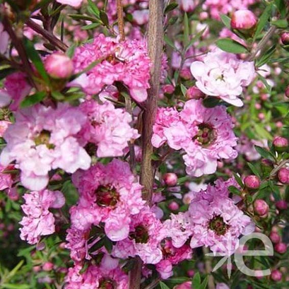 LEPTOSPERMUM scoparium...