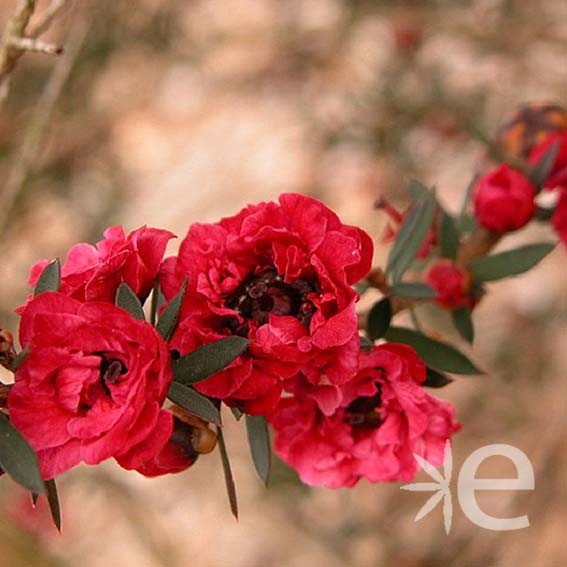 LEPTOSPERMUM scoparium...