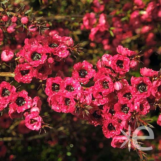 LEPTOSPERMUM scoparium Ruby...