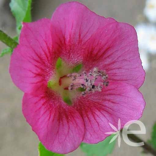 ANISODONTEA capensis El...