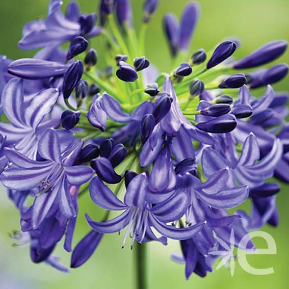 AGAPANTHUS x Northern Star...