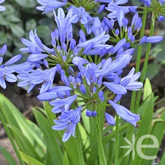 AGAPANTHUS africanus Bleue...