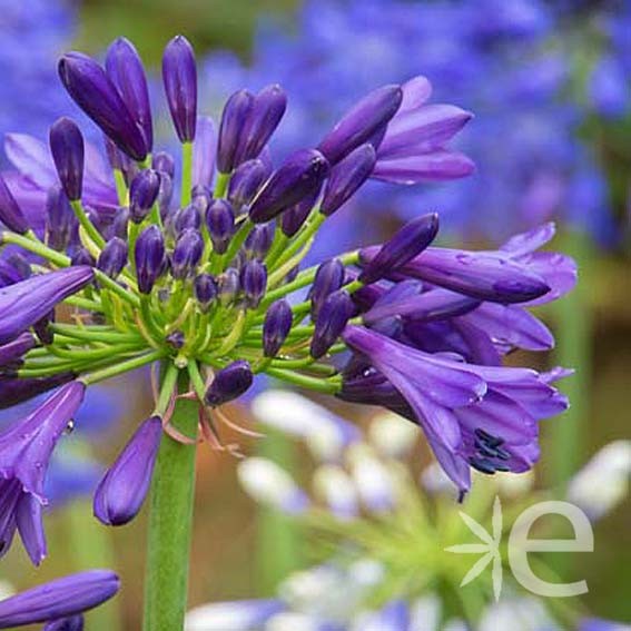 AGAPANTHUS x Purple Delight...