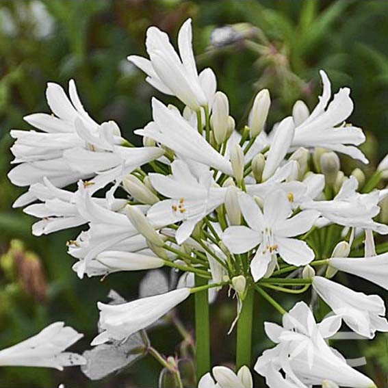 AGAPANTHUS x Pitchoune...