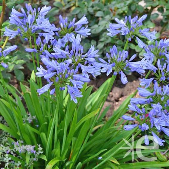 AGAPANTHUS x Pitchoune Blue...