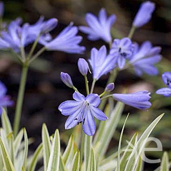 AGAPANTHUS Golden Drop CTR 3L