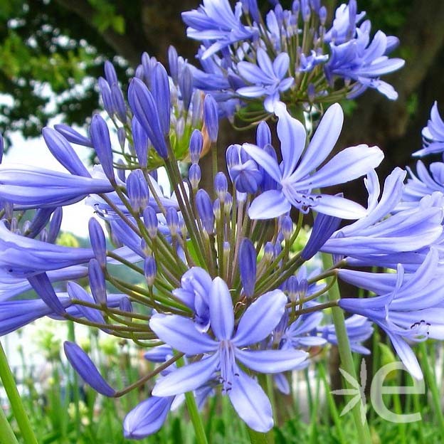 AGAPANTHUS Bleu De Chine...