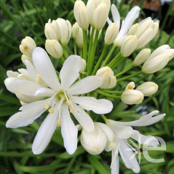 AGAPANTHUS x Kilmurry White...