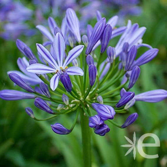 AGAPANTHUS x Charlotte ®...