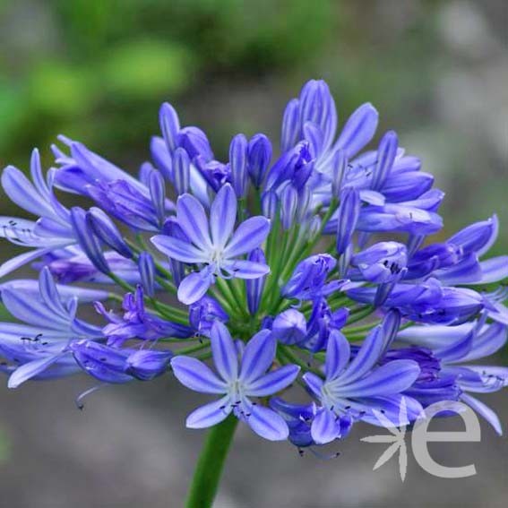 AGAPANTHUS x Brillant Blue...