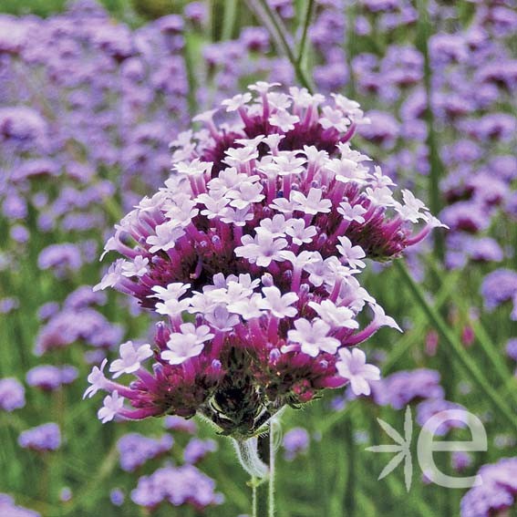 VERBENA bonariensis...