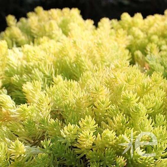 SEDUM reflexum Lemon Ball...