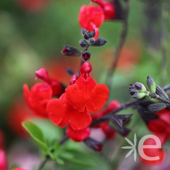 SALVIA grahamii Royal...