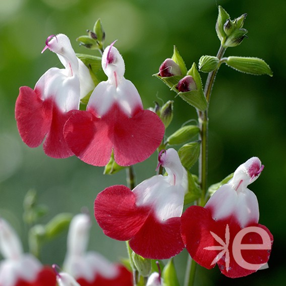 SALVIA grahamii Hot Lips...