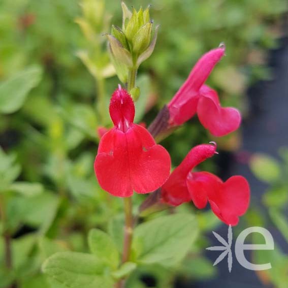 SALVIA microphylla Grahamii...