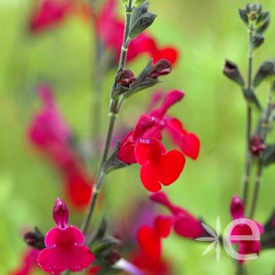 SALVIA microphylla Bordeaux...