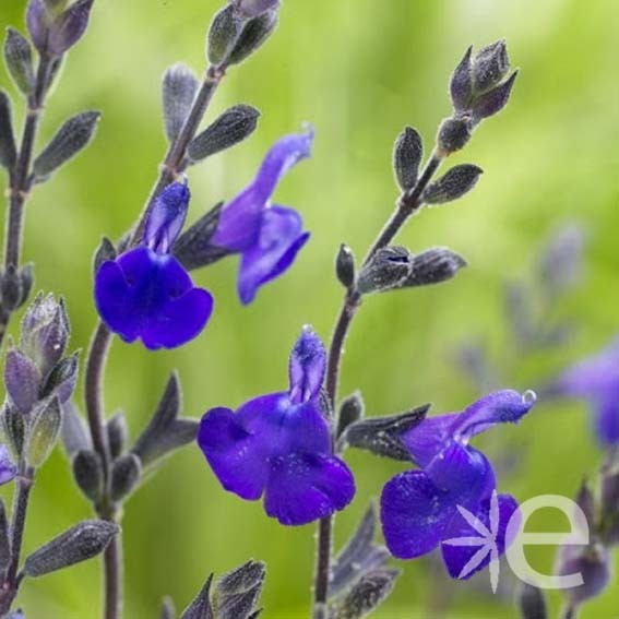 SALVIA greggii Blue CTR 3L