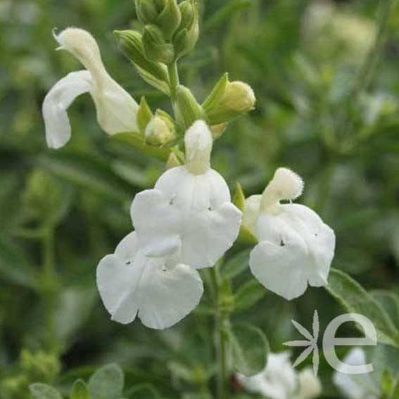 SALVIA greggii Alba CTR 3L