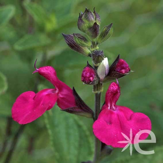 SALVIA microphylla Cero...