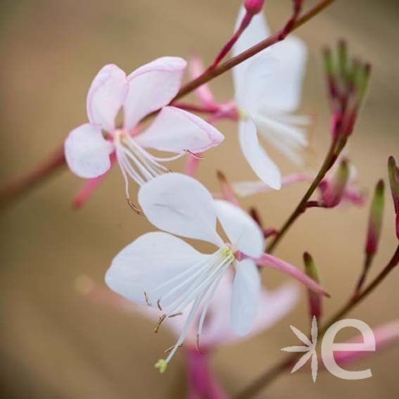 GAURA lindheimeri Whirling...