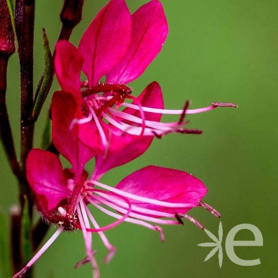 GAURA lindheimeri Rose...