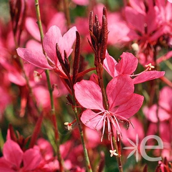 GAURA lindheimeri Rose Compact CTR 3L