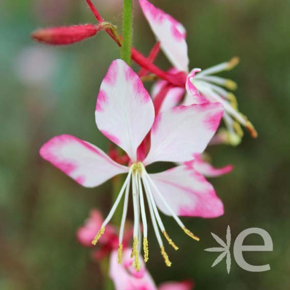 GAURA lindheimeri Gauriella...