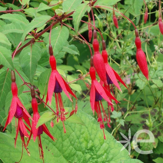 FUCHSIA magellanica...