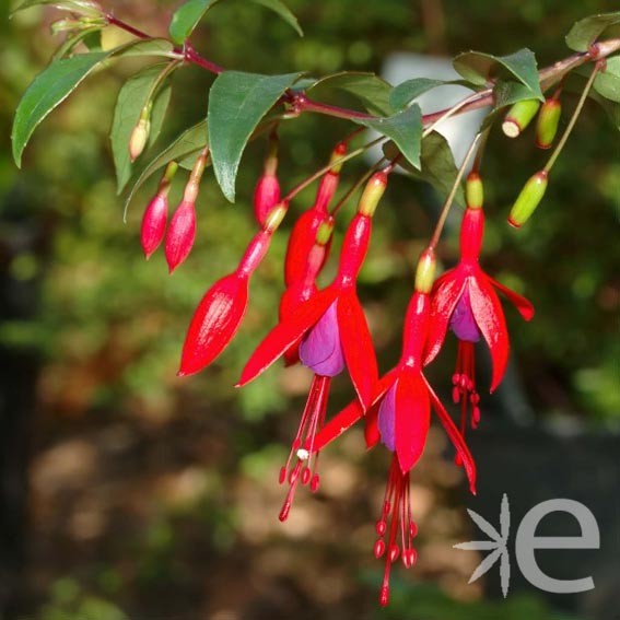 FUCHSIA regia Reitzii CTR 3L