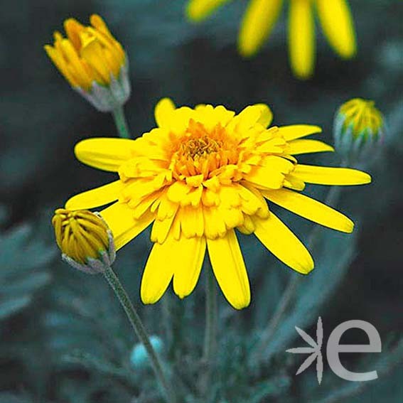 EURYOPS pectinatus Sunshine...