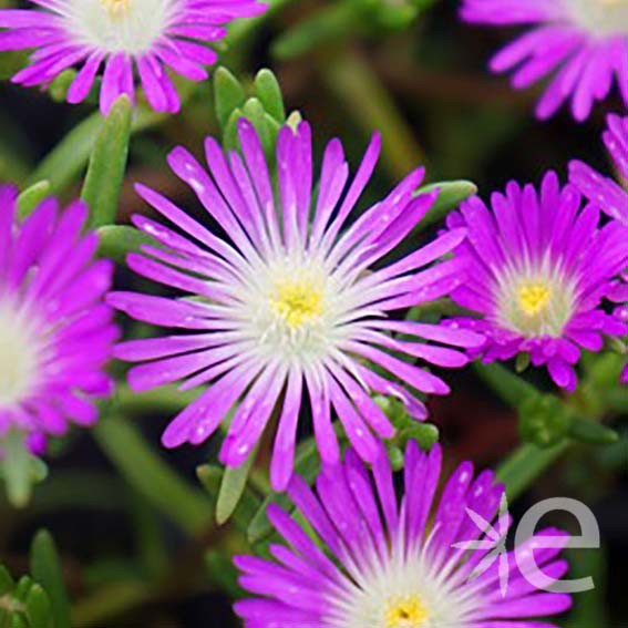 DELOSPERMA cooperi Violet...