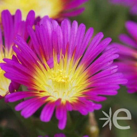 DELOSPERMA cooperi Hot Pink...