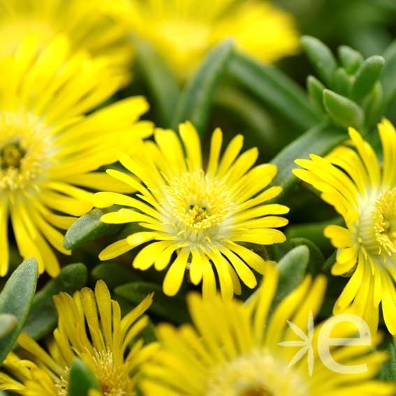 DELOSPERMA cooperi Golden...