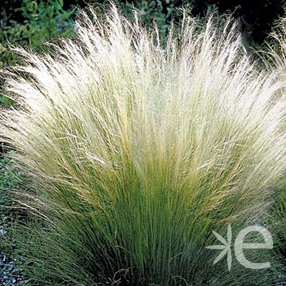 STIPA tenuissima Pony Tails...