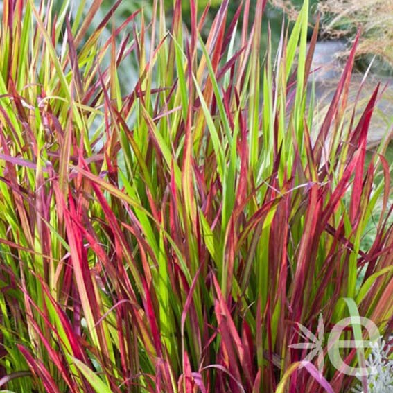 IMPERATA cylindrica Red...