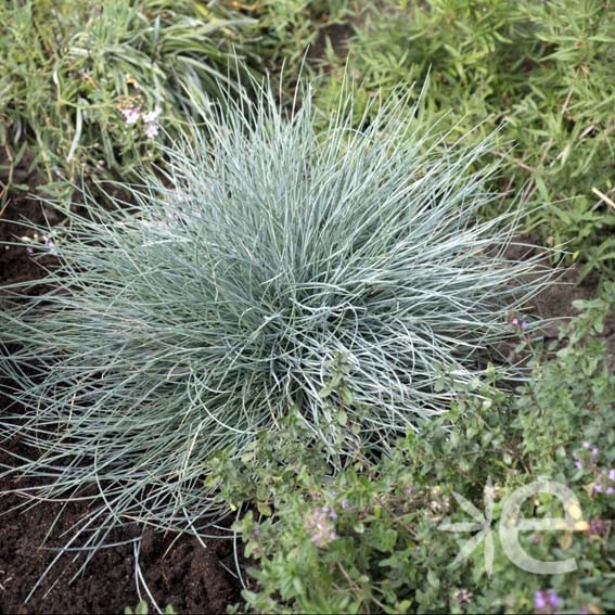 FESTUCA glauca Elijah blue...