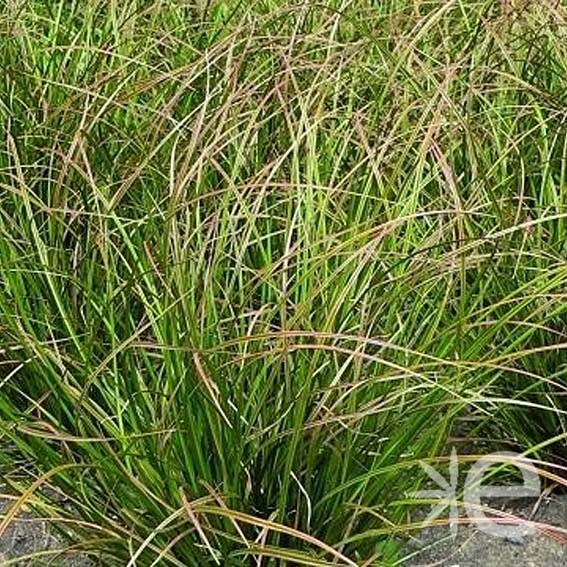 CAREX howardii Phoenix...