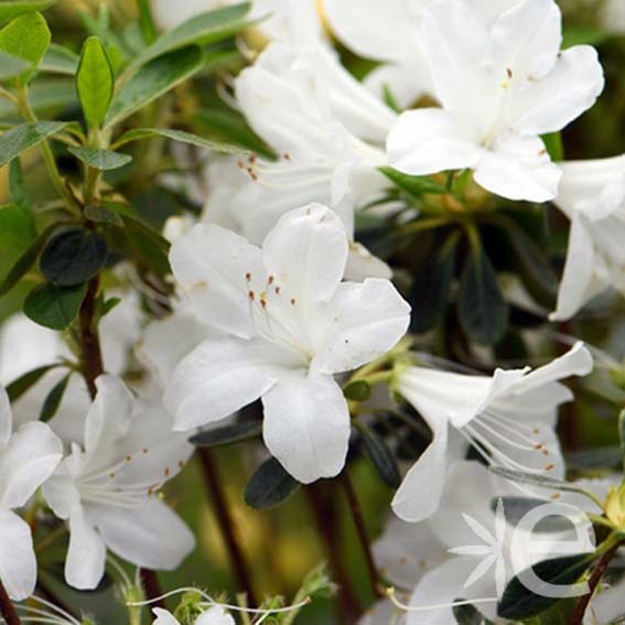 AZALEA japonica White lady...