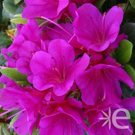 AZALEA japonica Purple...